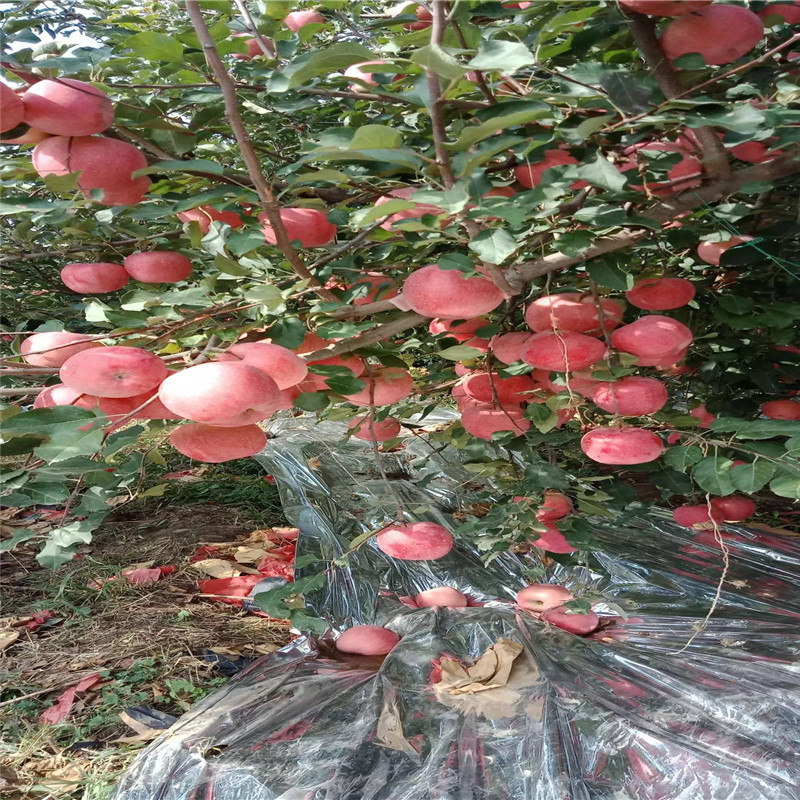 m26矮化苹果苗种植技术 国光苹果苗一棵价钱