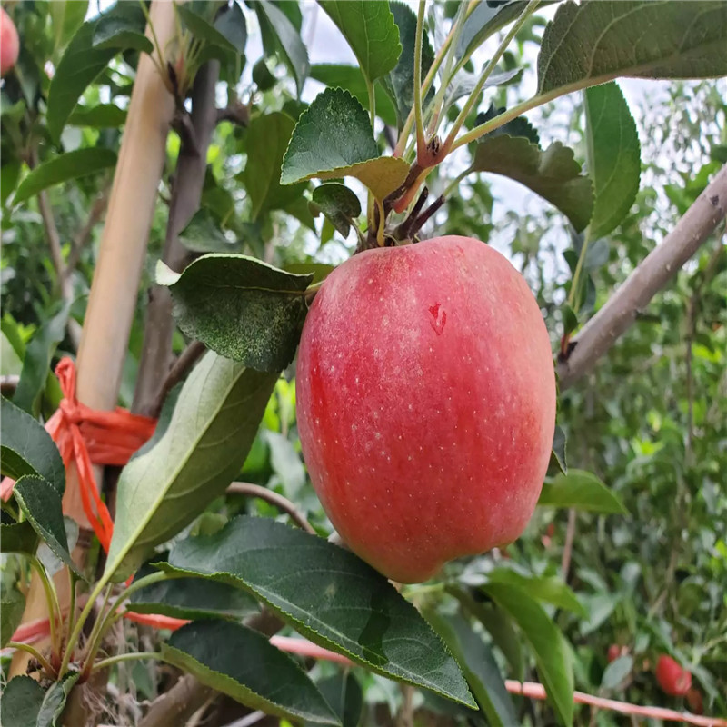 中間砧矮化蘋果苗品種特色介紹 國(guó)光蘋果苗基地報(bào)價(jià)
