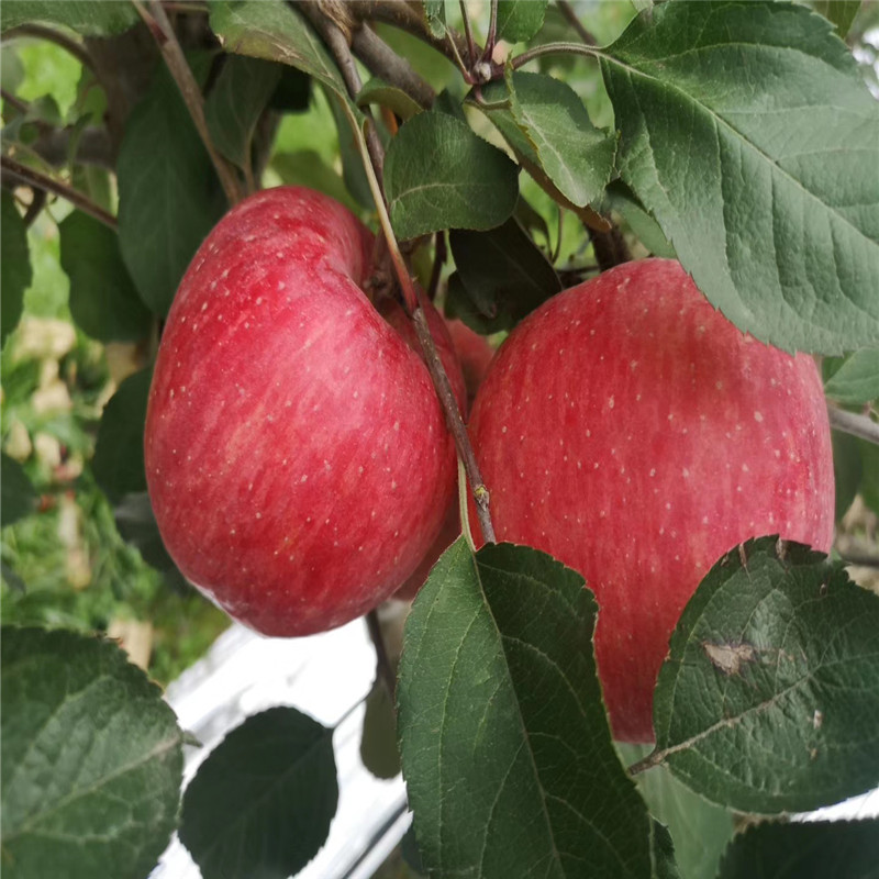 国光苹果苗成熟季节 五公分大苹果树国光苹果苗一棵价钱