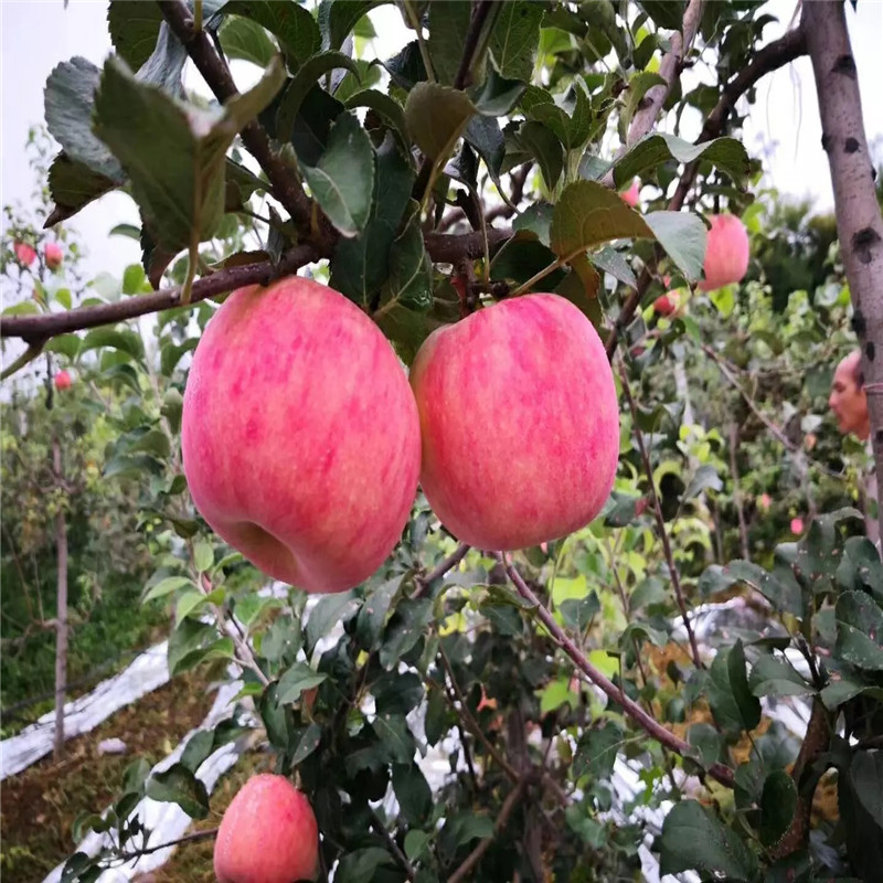 地径一公分苹果苗种植技术神富6号苹果苗