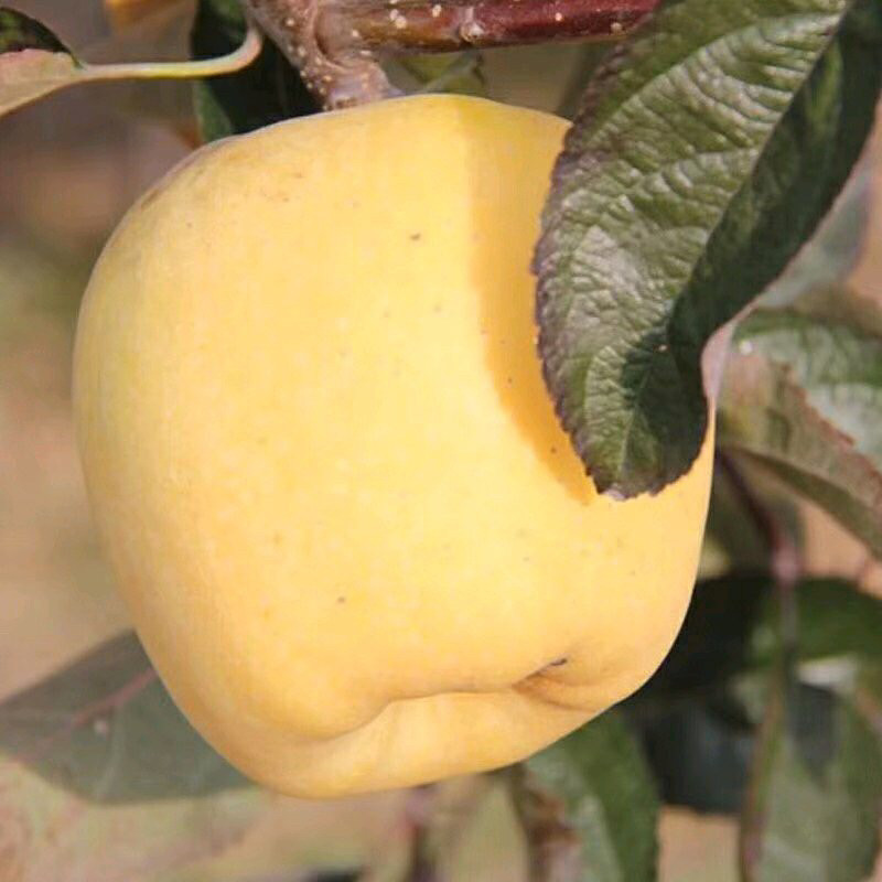 维纳斯黄金苹果苗基地报价 新品种苹果苗维纳斯黄金苹果苗现货供应