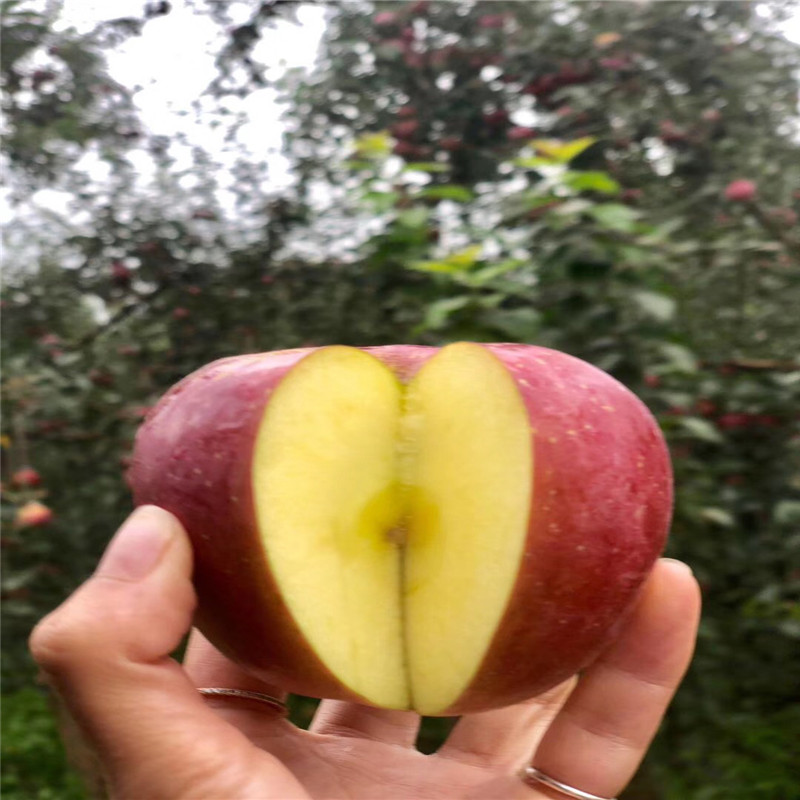定植兩年的蘋果樹品種特色介紹 矮化蘋果苗批發(fā)基地