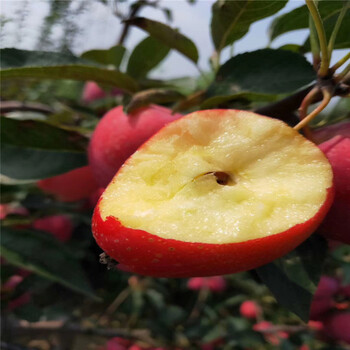 明月苹果苗批发价格中间砧矮化苹果苗明月苹果苗现货供应