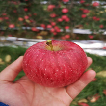 定植两年的苹果树基地报价望乡红苹果苗