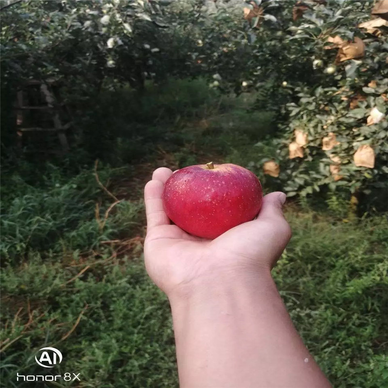 新品種蘋果苗長富2號蘋果苗種植技術(shù)