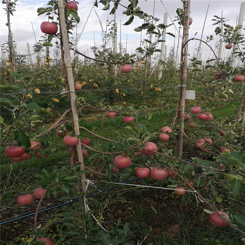 定植兩年的蘋(píng)果樹(shù)一棵價(jià)錢(qián) 望鄉(xiāng)紅蘋(píng)果苗出售電話