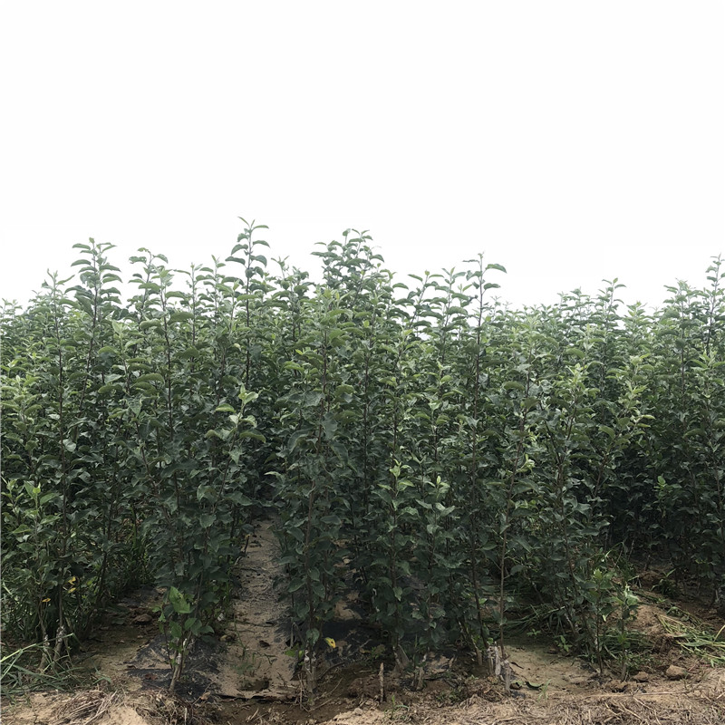 矮化蘋果苗品種特色介紹 三公分蘋果樹(shù)矮化蘋果苗批發(fā)價(jià)格
