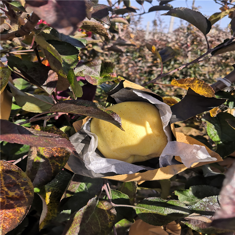 兩年生蘋果苗種植技術(shù) 望鄉(xiāng)紅蘋果苗一棵價錢