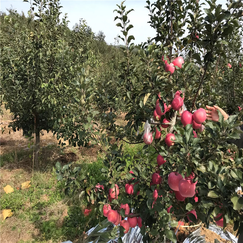 響富蘋果苗定植兩年的蘋果樹批發(fā)基地