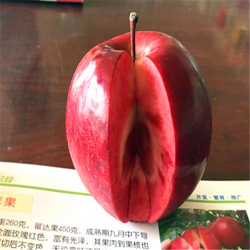 2020年山東蘋果苗批發價格 華碩蘋果苗一棵價錢