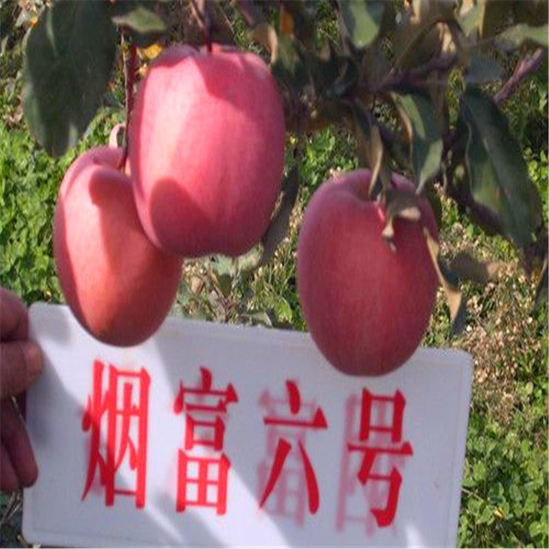 新品种苹果苗种植技术 华硕苹果苗出售电话