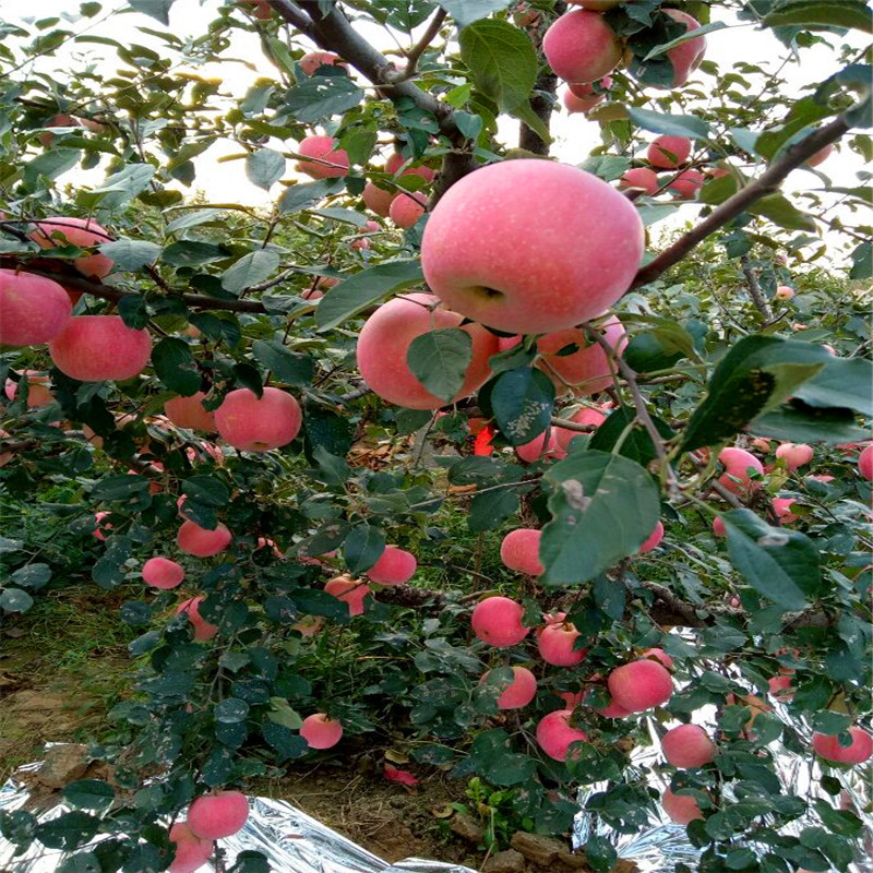 兩年生蘋果苗批發(fā)價格 望鄉(xiāng)紅蘋果苗出售電話