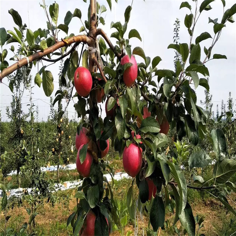 兩年生蘋果苗種植時間 信濃紅蘋果苗批發(fā)價格