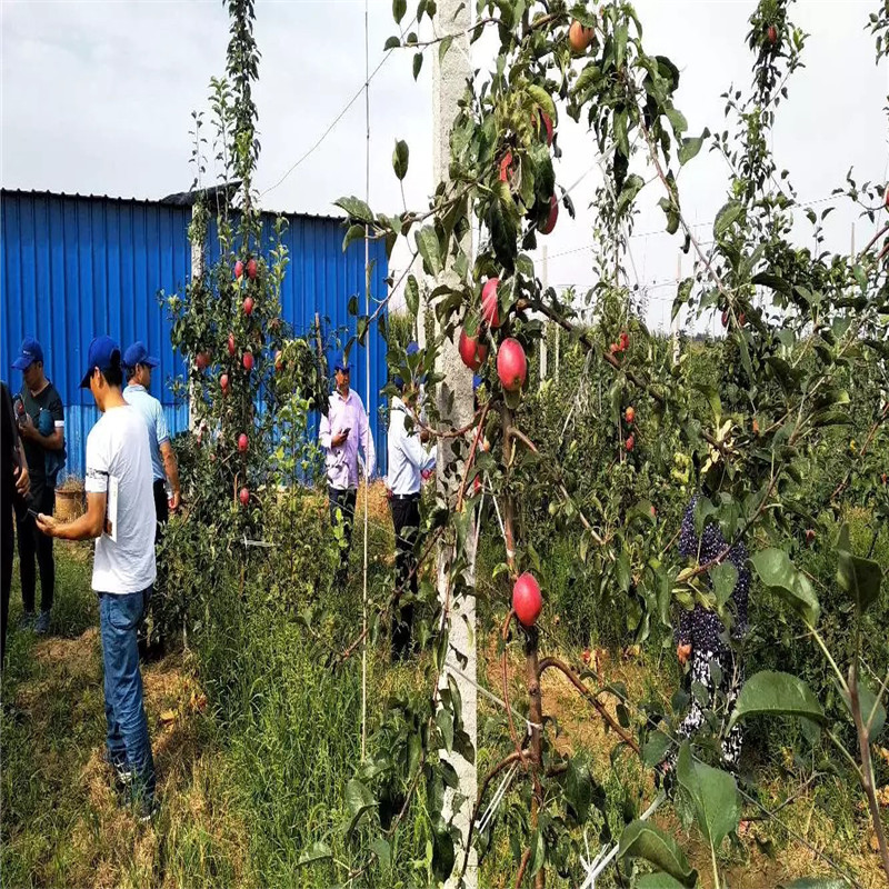 華碩蘋(píng)果苗種植時(shí)間 中間砧矮化蘋(píng)果苗華碩蘋(píng)果苗現(xiàn)貨供應(yīng)