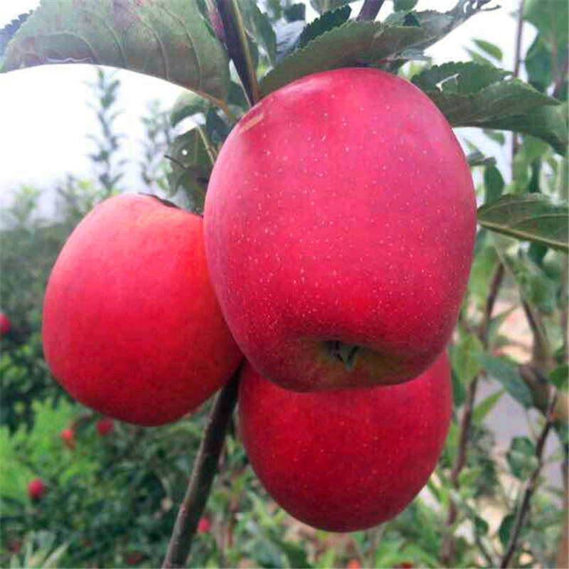 望鄉(xiāng)紅蘋果苗批發(fā)價格 兩年生蘋果苗望鄉(xiāng)紅蘋果苗一棵價錢