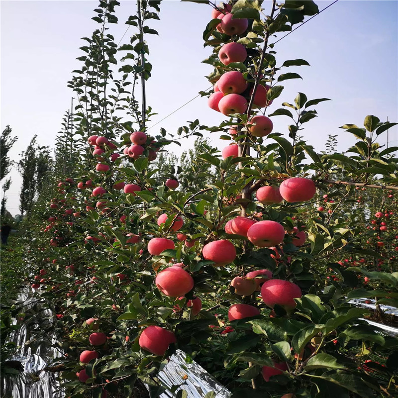 望鄉(xiāng)紅蘋果苗批發(fā)價格 兩年生蘋果苗望鄉(xiāng)紅蘋果苗一棵價錢