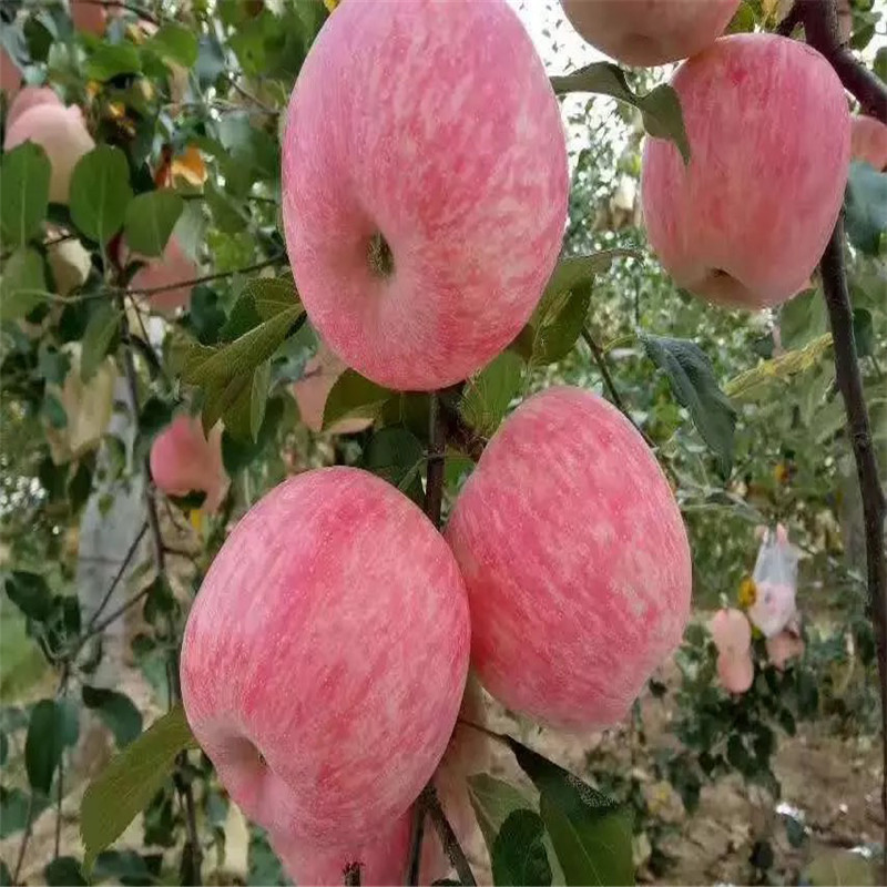 定植两年的苹果树品种特色介绍 长富2号苹果苗批发价格