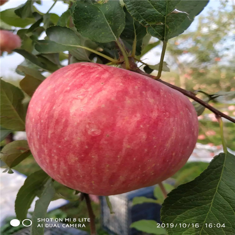 m26矮化蘋果苗現(xiàn)貨供應(yīng)矮化蘋果苗