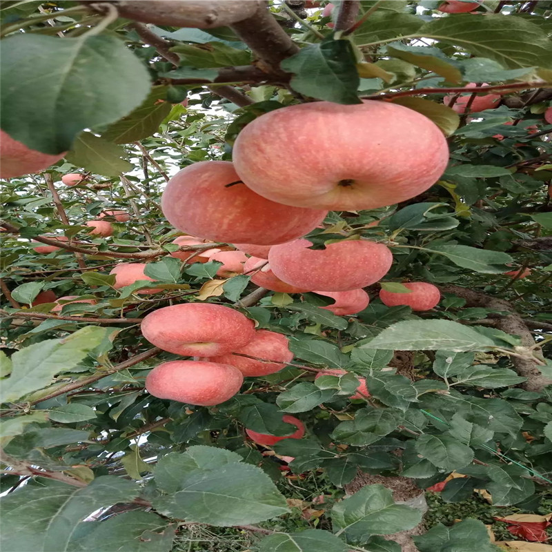 地徑一公分蘋果苗成熟季節(jié) 長富2號蘋果苗現(xiàn)貨供應(yīng)