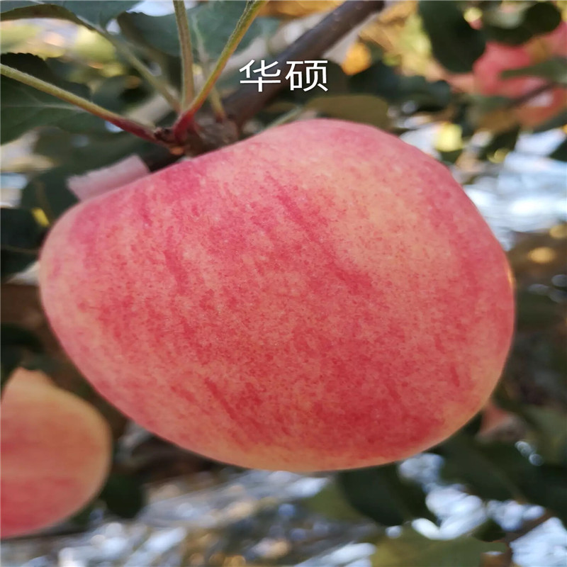 新品種蘋(píng)果苗種植時(shí)間 信濃紅蘋(píng)果苗基地報(bào)價(jià)