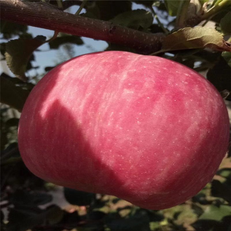 地径一公分苹果苗品种特色介绍 国光苹果苗一棵价钱
