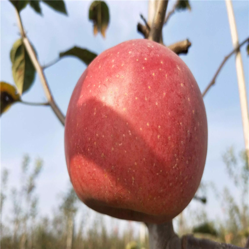 水蜜桃苹果苗品种特色介绍 新品种苹果苗水蜜桃苹果苗一棵价钱