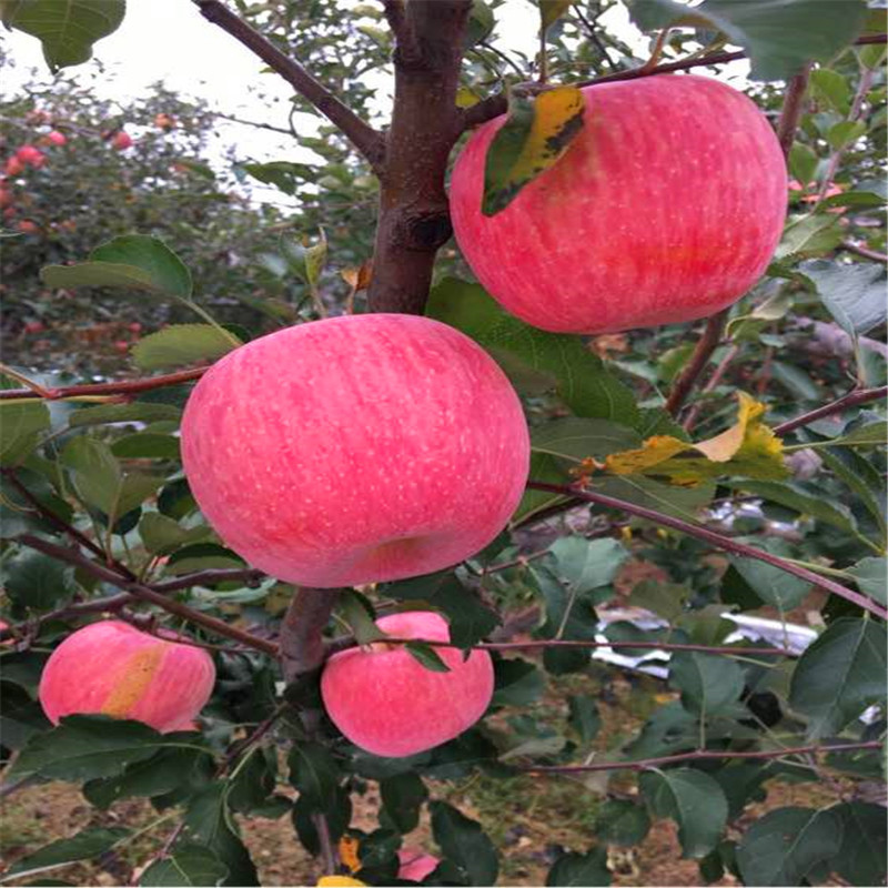 定植兩年的蘋(píng)果樹(shù)一棵價(jià)錢(qián) 望鄉(xiāng)紅蘋(píng)果苗出售電話