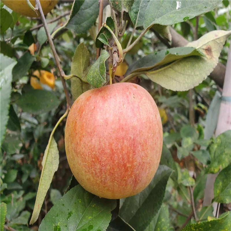 信濃紅蘋果苗一棵價錢 兩年生蘋果苗信濃紅蘋果苗現(xiàn)貨供應(yīng)