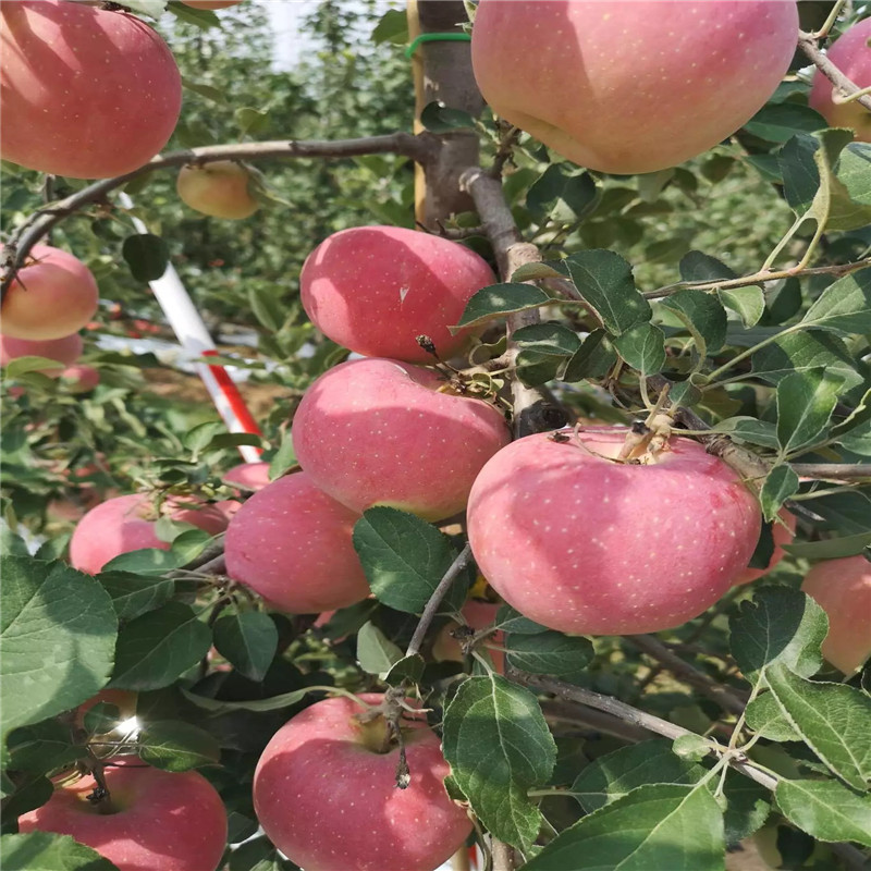 m26矮化苹果苗品种特色介绍 水蜜桃苹果苗基地报价