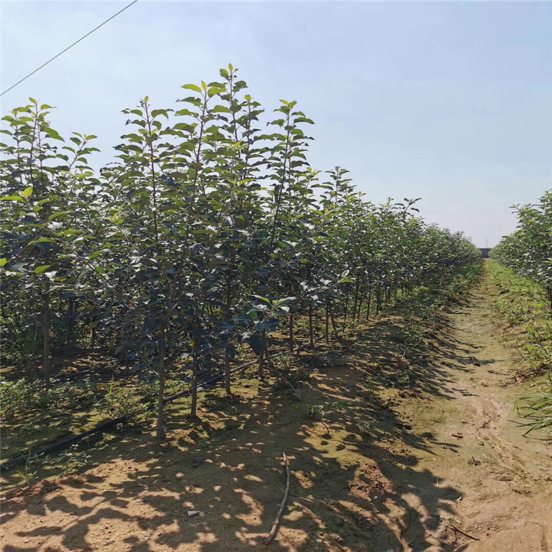 五公分大蘋果樹價(jià)格及報(bào)價(jià) 明月蘋果苗批發(fā)基地