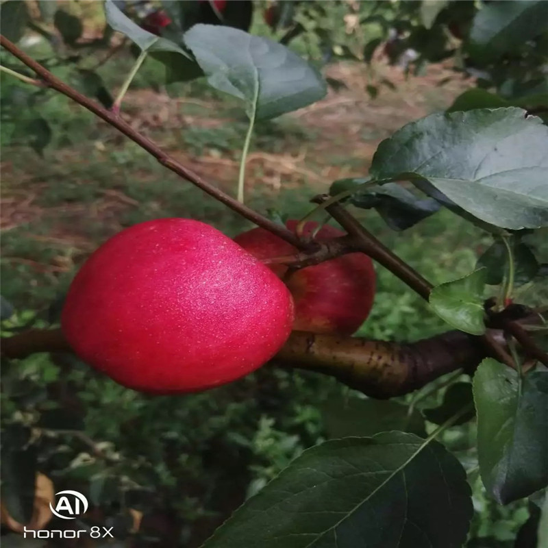中間砧矮化蘋果苗一棵價(jià)錢煙富6蘋果苗