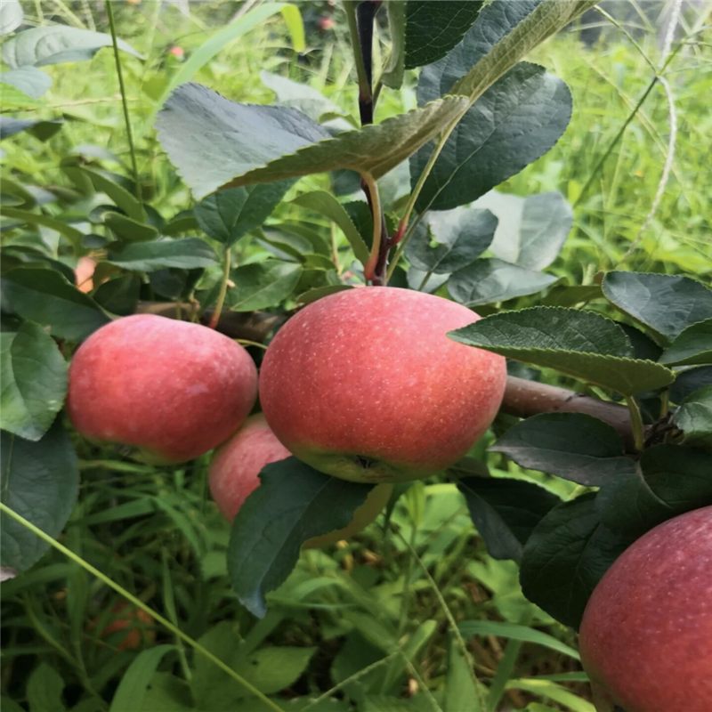 美國8號蘋果苗基地報(bào)價 中間砧矮化蘋果苗美國8號蘋果苗基地報(bào)價