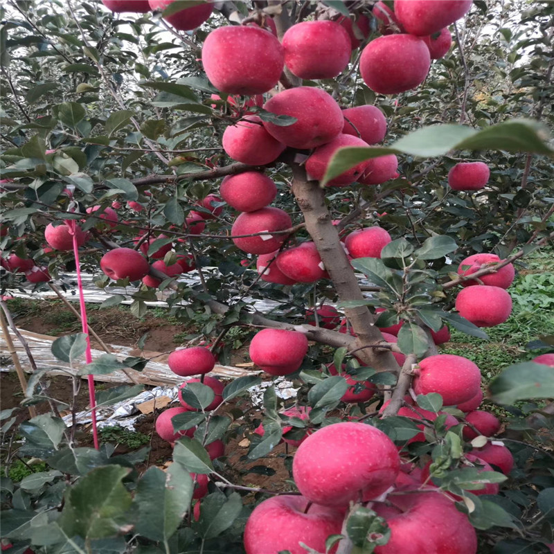 信濃紅蘋(píng)果苗種植技術(shù) 定植兩年的蘋(píng)果樹(shù)信濃紅蘋(píng)果苗基地報(bào)價(jià)