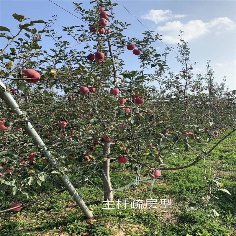 響富蘋果苗價格及報價 m26矮化蘋果苗響富蘋果苗批發(fā)基地