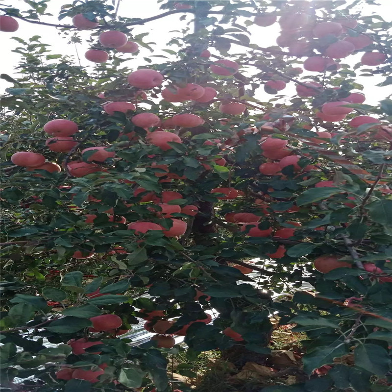 2020年山東蘋(píng)果苗種植時(shí)間 煙富8蘋(píng)果苗批發(fā)基地