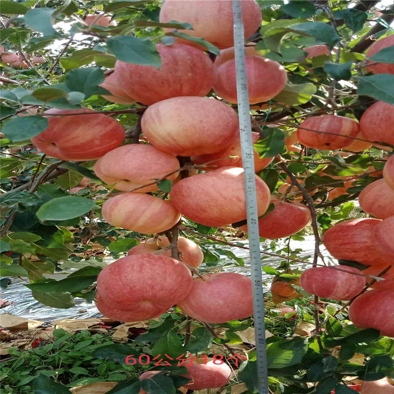 響富蘋果苗價格及報價 m26矮化蘋果苗響富蘋果苗批發(fā)基地