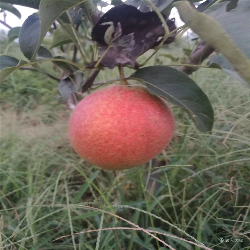 國(guó)光蘋(píng)果苗m26矮化蘋(píng)果苗基地報(bào)價(jià)