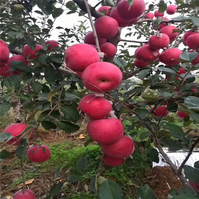 两年生苹果苗藤木1号苹果苗品种特色介绍