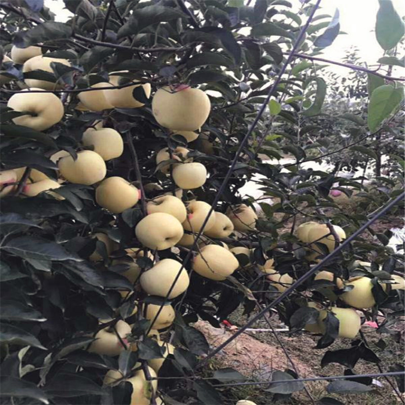 两年生苹果苗批发基地瑞红苹果苗