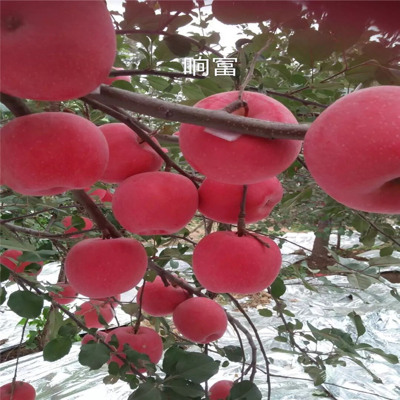 兩年生蘋(píng)果苗種植技術(shù)愛(ài)妃蘋(píng)果苗