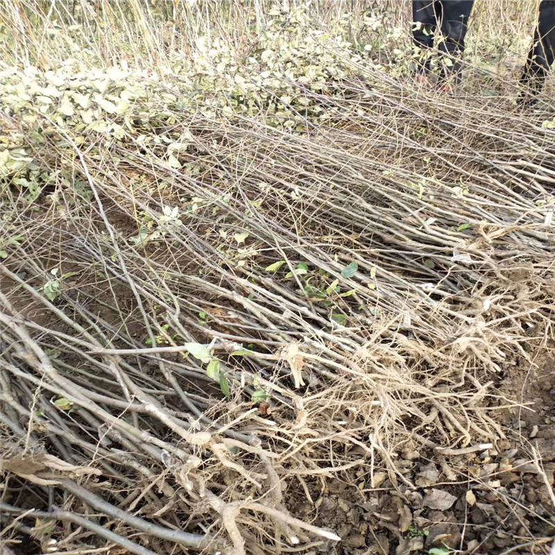 華碩蘋(píng)果苗種植時(shí)間 中間砧矮化蘋(píng)果苗華碩蘋(píng)果苗現(xiàn)貨供應(yīng)
