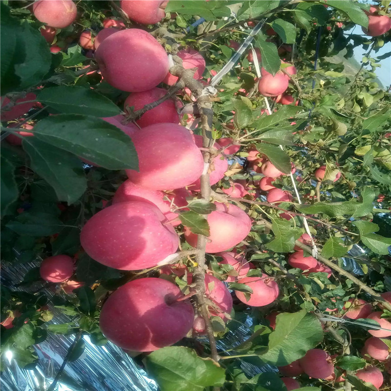 華碩蘋(píng)果苗種植時(shí)間 中間砧矮化蘋(píng)果苗華碩蘋(píng)果苗現(xiàn)貨供應(yīng)