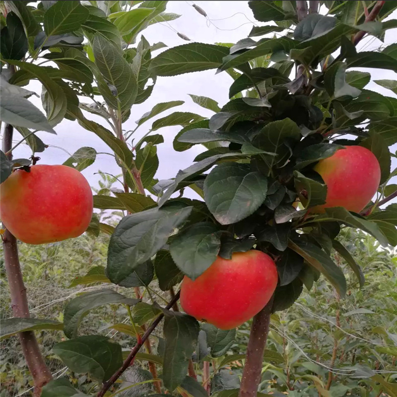 定植两年的苹果树批发价格 柱状苹果苗一棵价钱