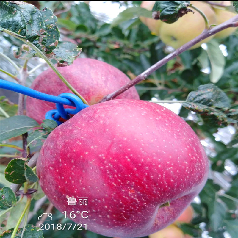2020年山东苹果苗成熟季节 望乡红苹果苗一棵价钱