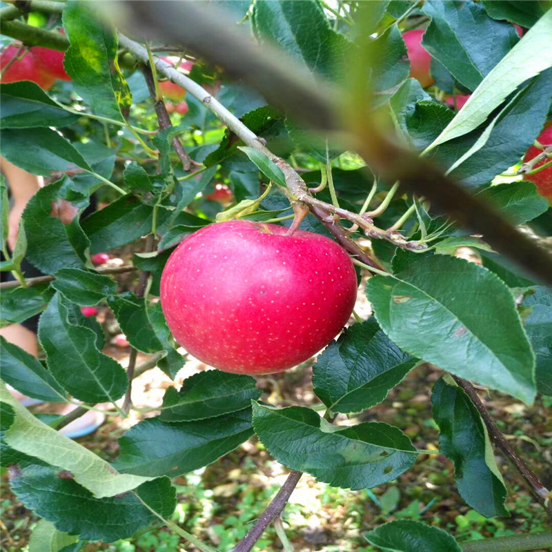 中間砧矮化蘋果苗一棵價(jià)錢 新紅星蘋果苗批發(fā)價(jià)格