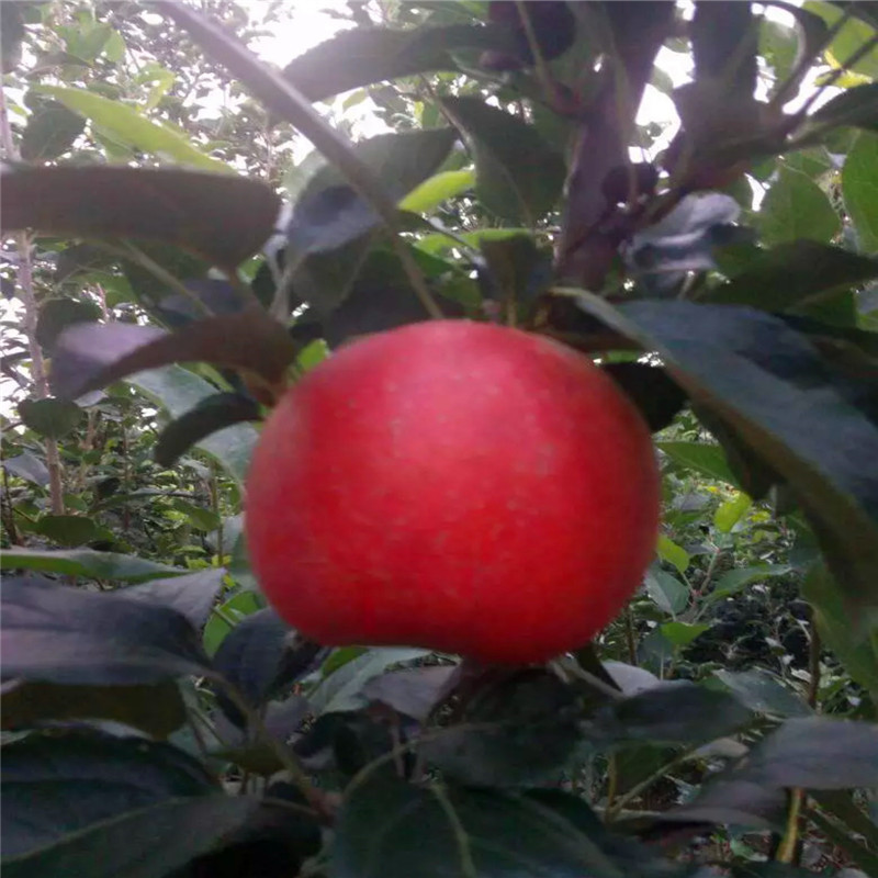 柱狀蘋果苗種植技術(shù) 兩年生蘋果苗柱狀蘋果苗批發(fā)價(jià)格