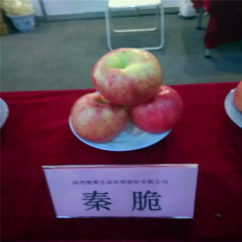 紅肉蘋果苗種植時間 m26矮化蘋果苗紅肉蘋果苗現(xiàn)貨供應(yīng)