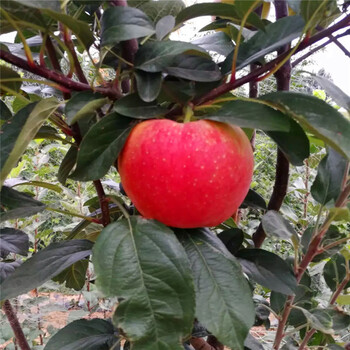 定植两年的苹果树品种特色介绍长富2号苹果苗批发价格