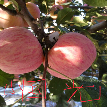 国光苹果苗成熟季节五公分大苹果树国光苹果苗一棵价钱