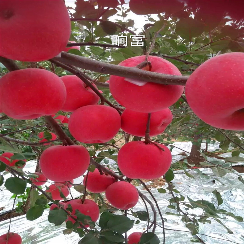 望乡红苹果苗品种特色介绍 两年生苹果苗望乡红苹果苗苗场电话